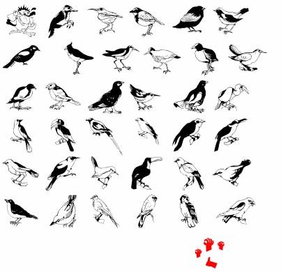 Black Birds on Font  Black Birds